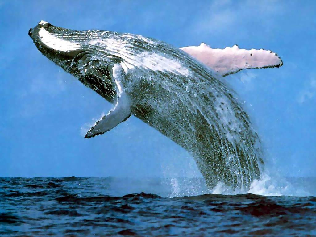 Whale Watching